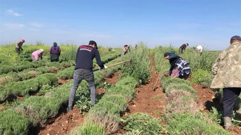 Edirne'de Lavanta Tarlaları Oluştu