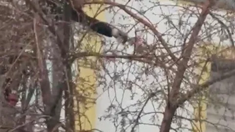 Kars'ta Güvercin Kurtarma Operasyonu