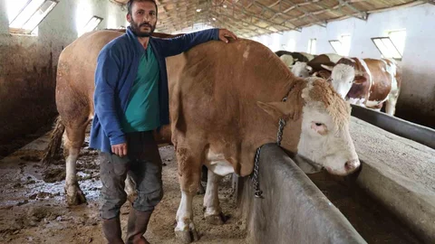 Elazığ'da 1 Tonluk Tosun Satışta