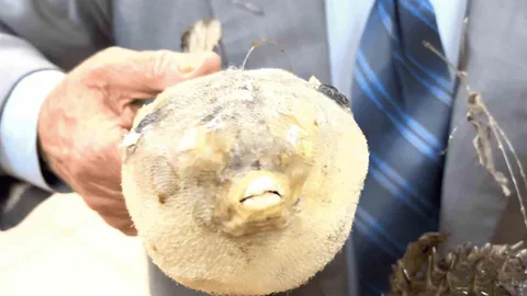 Balıkçı Kenan'dan Balon Balığı Uyarısı