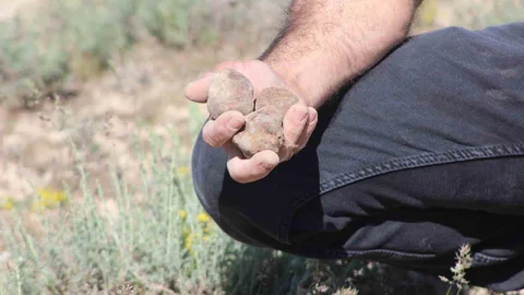 Konya'da Dolaman Mantarından Kazanç