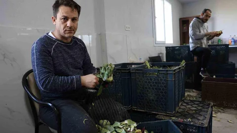 Aydın'da Enginar Hasadı Yoğunlaşıyor