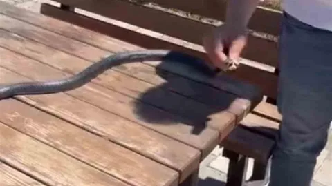 Diyarbakır'da Yılan Yakalandı