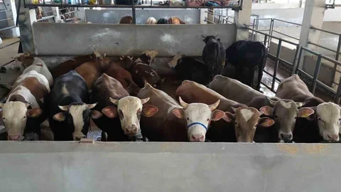 İnegöl'de Modern Hayvan Pazarı Tam Kapasiteyle Açık