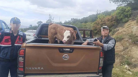 Kurban Bayramı Öncesi Çalınan Hayvan Bulundu