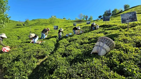 Rize'de Çay Sezonu Başladı