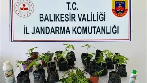 Erdek'te Kenevir Operasyonu Yapıldı