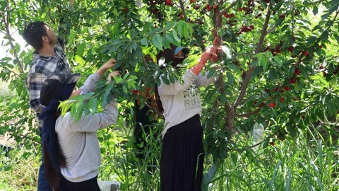 Adana'da İspanyol Kirazı Hasadı Başladı