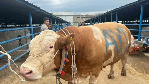 Bursa'da Kurbanlık Şampiyonu Tanıtıldı