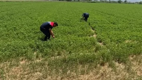 Aydın'da Kuraklıkla Mücadele Devam Ediyor