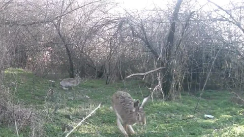 Çankırı'da Yaban Hayatını İzleme Projesi