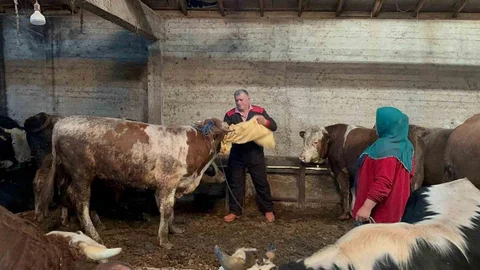 Ordu'da Kurbanlık Hayvan Pazarları Hareketlendi