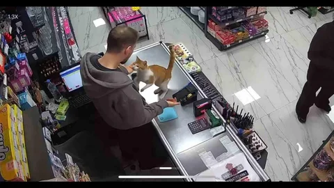 Rize'de Kedi ve Esnafın Sımsıcak Dostluğu