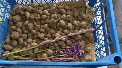Zonguldak'ta Salep Üreticisi Kadın Başarı Hikayesi
