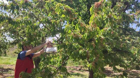Afyonkarahisar'da Kiraz Rekoltesi Artıyor