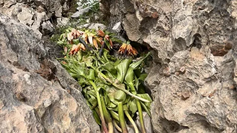 Adıyaman'da Ters Lale Katliamı