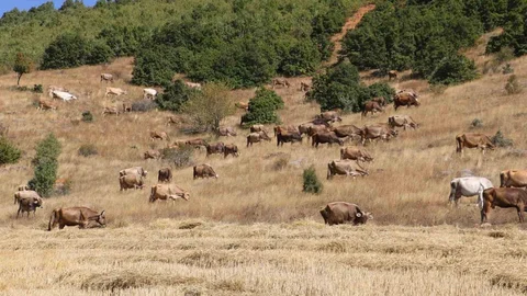 Sivas'ta Büyükbaş Hayvan Sayısı Düşüyor