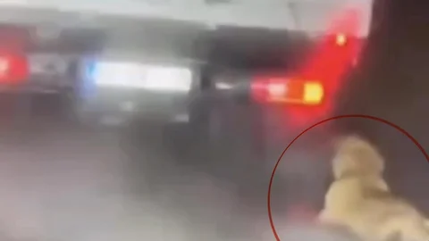 Köpeği Sürükleyen Şahıs Gözaltına Alındı