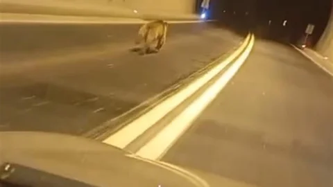 Giresun'da Ayı Paniği Yaşandı