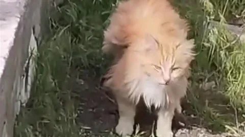 Erzincan'da İlginç Kedi Görüntüsü