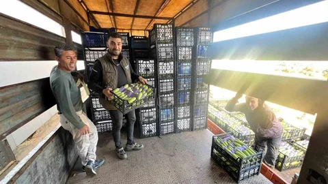 İznik'te Kabak Hasadı Başladı