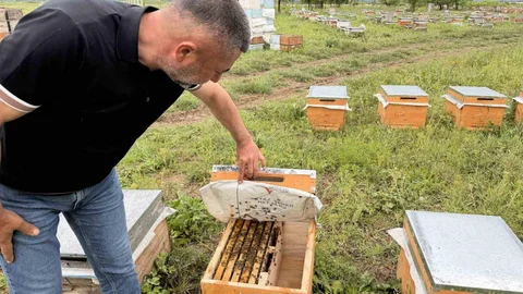 Gezgin Arıların Sel ve Soğukla Mücadelesi