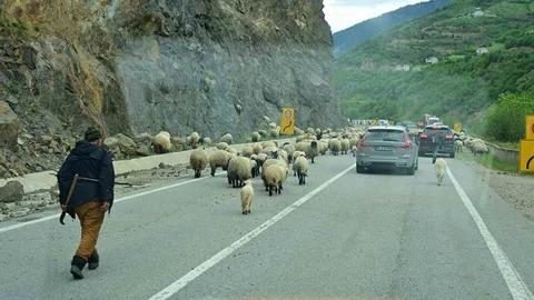 Gümüşhane Yaylalarına Geleneksel Hayvan Göçü Başladı