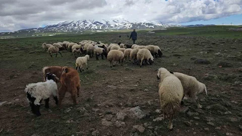 Adilcevaz'da Besi Hayvanları Yaylaya Çıktı