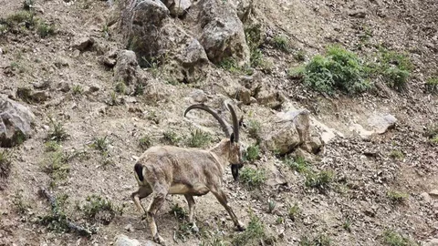 Tunceli'de Dağ Keçileri Dronu Görünce Kaçtı
