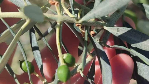 Didim'de Zeytin Güvesi Uyarısı