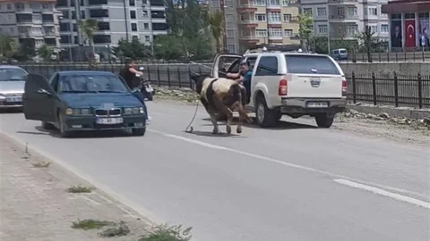 Kastamonu'da Kurbanlık Dana Kovalamacası