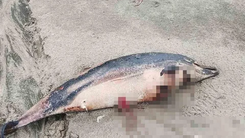 Arsin Sahilinde Ölü Yunuslar Bulundu