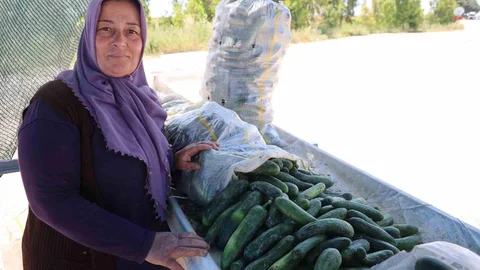 Adana'da Karaköy Salatalığında Hasat Dönemi Başladı