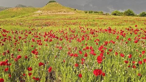 Şırnak'ta Gelincik Tarlası Görsel Şöleni