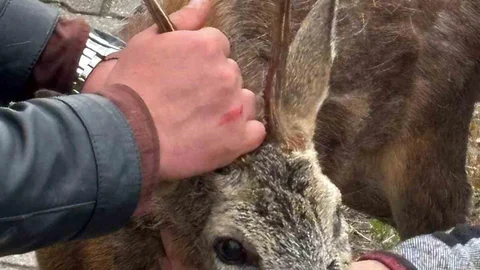 Giresun'da Yaralı Karacayı Kurtaran Duyarlı Vatandaş