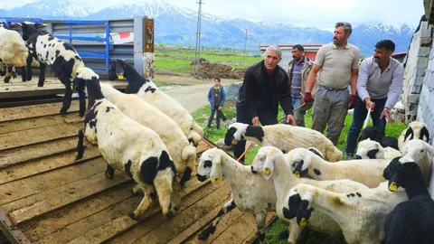 Erzincan'da Tulum Peyniri Yolculuğu Başladı