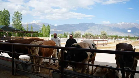 Erzincan'da Kurban Bayramı Heyecanı Başladı