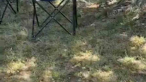 Bursa'da Sarı Yılan Tedirginliği