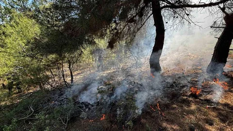 Bilecik'te Orman Yangını Çıktı