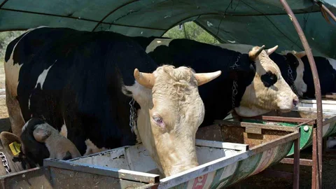 Aliağa’da Kurbanlık Kesim Fiyatları Açıklandı