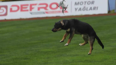 Ordu'da Dronu Düşüren Köpek Olayı