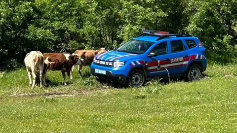 Elazığ'da Dron ile İnekler Bulundu
