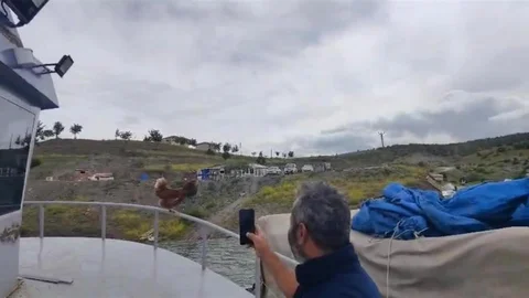 Yozgat'ta Eğlenceli Tavuk Olayı