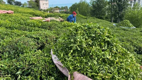 Rize'de Çay Hasadı Başladı