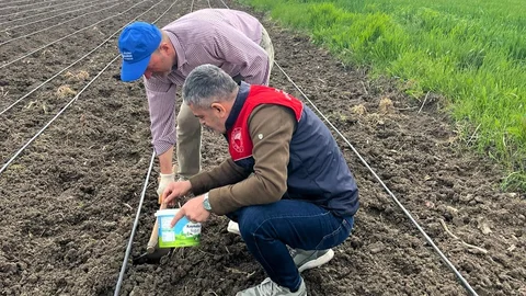 Lüleburgaz'da Kabak Çekirdeği Ekimi Yapıldı