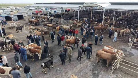 Aksaray'da Kurbanlık Hayvan Hareketliliği