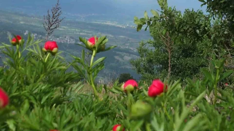 Koruma Altındaki Şakayıklar Manisa'da İlgi Görüyor