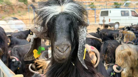 Kepez'de Kurban Pazarı Açıldı