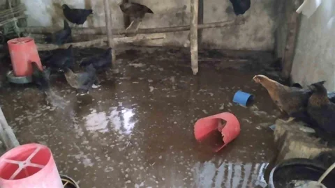 Tercan'da Su Baskını, Civcivler Telef Oldu