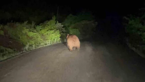 Karabük'te Ayı ve Domuz Görüntülendi